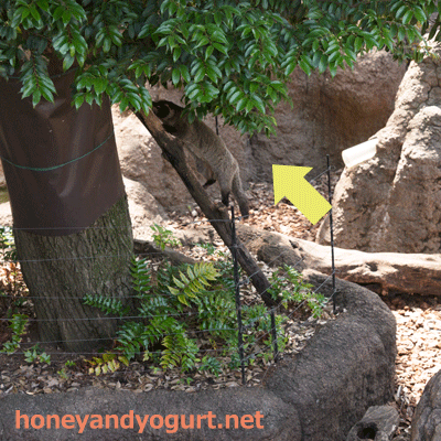 上野動物園 マレーグマ舎