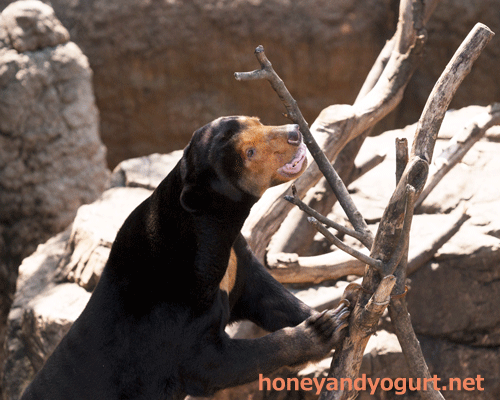 上野動物園 マレーグマ キョウコ