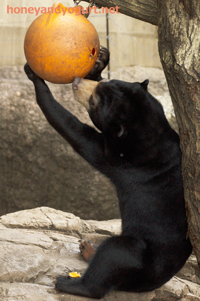 マレーグマ フジ