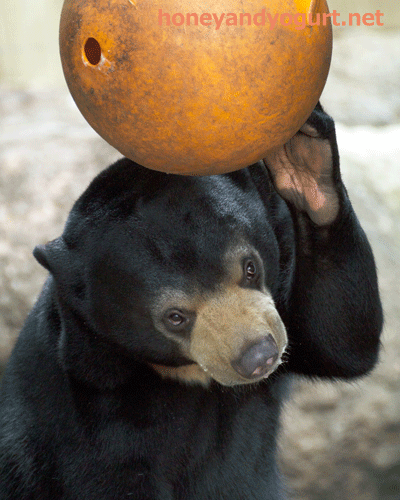 マレーグマ フジ