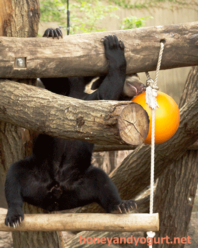 マレーグマ フジ