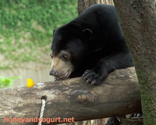 マレーグマ フジ