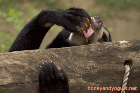 マレーグマ フジ