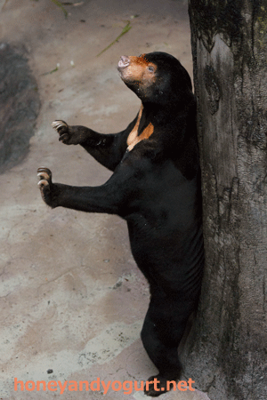 のいち動物公園　マレーグマ　ワンピイ