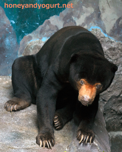 のいち動物公園　マレーグマ　ワンピイ
