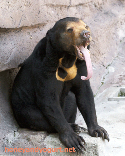 天王寺動物園 マレーグマ マーサ