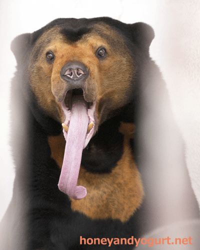 徳山動物園 マレーグマ マーヤ