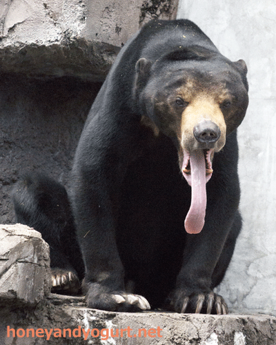 天王寺動物園 マレーグマ マーズ