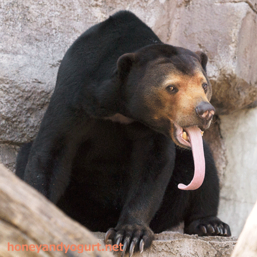 天王寺動物園　マレーグマ　マーサ