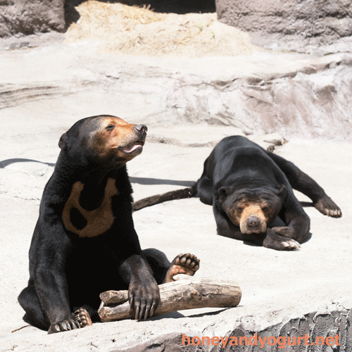 天王寺動物園　マレーグマ　マーズ　マーサ