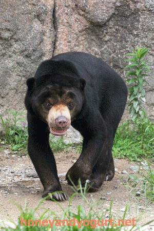 平川動物公園 マレーグマ ハニイ
