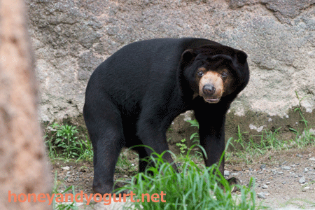 平川動物公園 マレーグマ ウラン