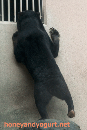 平川動物公園　マレーグマ　ウラン