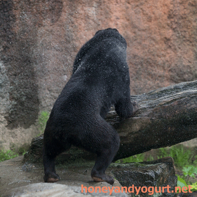 平川動物公園　マレーグマ　ウラン