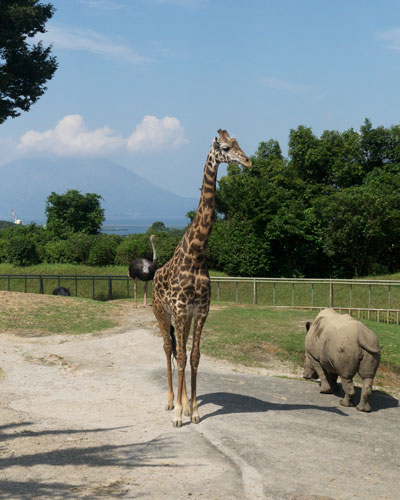 平川動物公園　サバンナゾーン