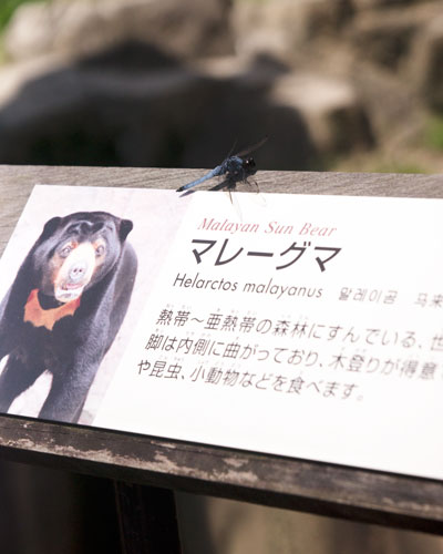 平川動物公園　マレーグマ舎