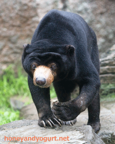 平川動物公園　マレーグマ　ウラン