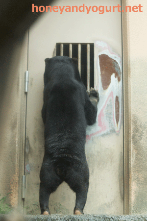 平川動物公園　マレーグマ　ウラン