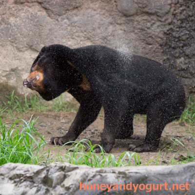 平川動物公園　マレーグマ　ウラン
