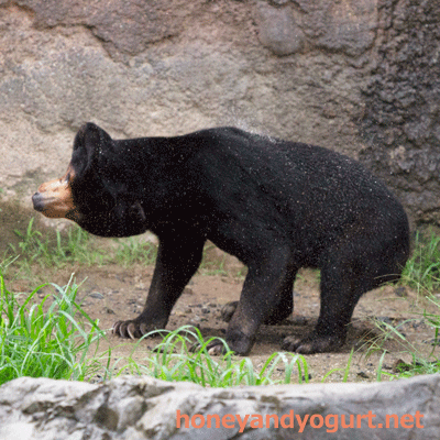 平川動物公園　マレーグマ　ウラン