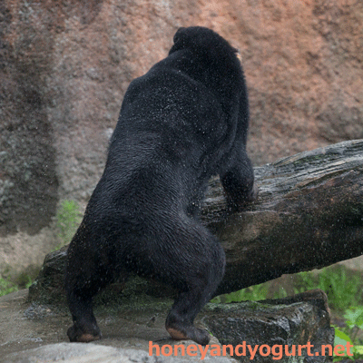 平川動物公園　マレーグマ　ウラン