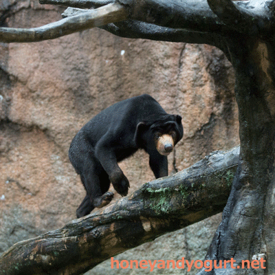 平川動物公園　マレーグマ　ウラン