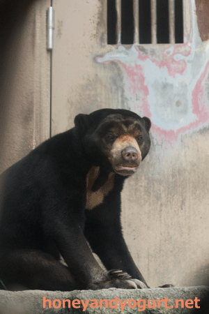 平川動物公園　マレーグマ　ハニイ