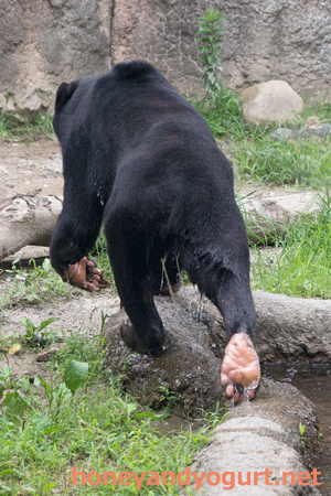 平川動物公園　マレーグマ　ハニイ