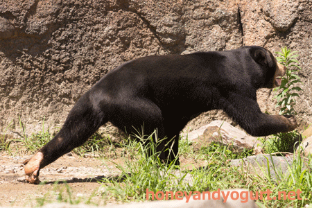 平川動物公園　マレーグマ　ハニイ