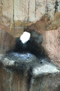 平川動物公園　マレーグマ舎