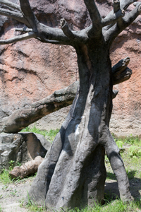 平川動物公園　マレーグマ舎