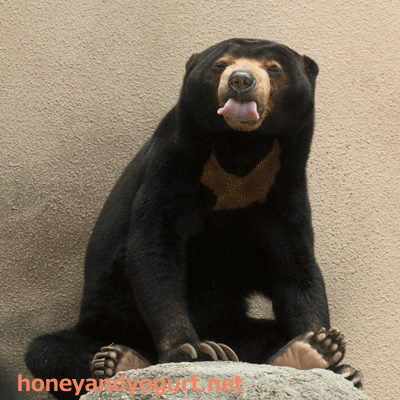 平川動物公園　マレーグマ　ウラン