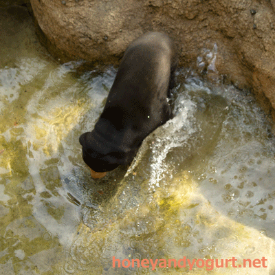 上野動物園 マレーグマ キョウコ
