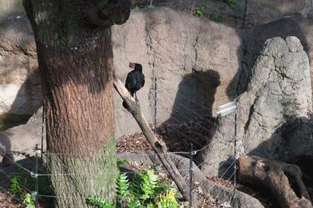 上野動物園 マレーグマ舎
