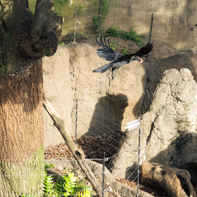 上野動物園 マレーグマ舎