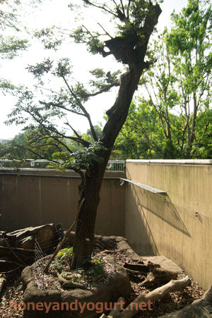 上野動物園 マレーグマ舎