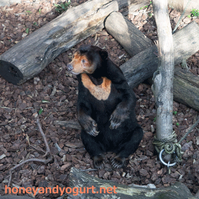 上野動物園 マレーグマ キョウコ