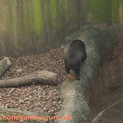 上野動物園 マレーグマ キョウコ