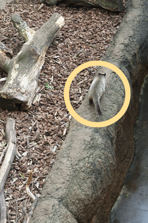 上野動物園 マレーグマ舎