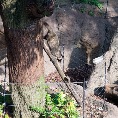 上野動物園 マレーグマ舎