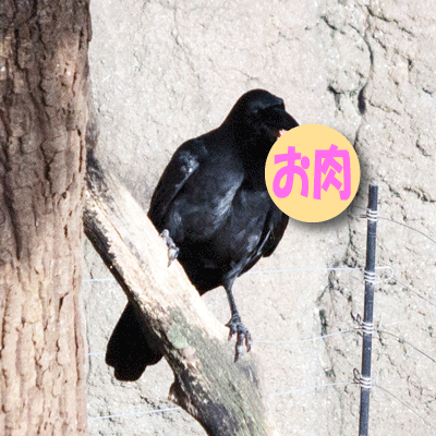 上野動物園 マレーグマ舎