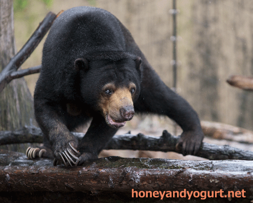 上野動物園 マレーグマ モモコ