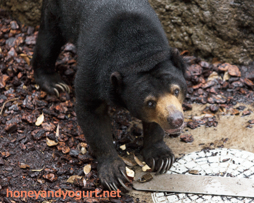 上野動物園 マレーグマ モモコ