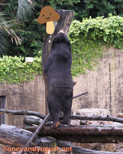 上野動物園 マレーグマ モモコ