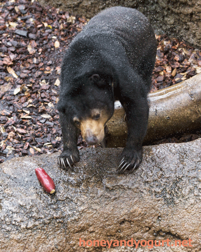 上野動物園 マレーグマ モモコ