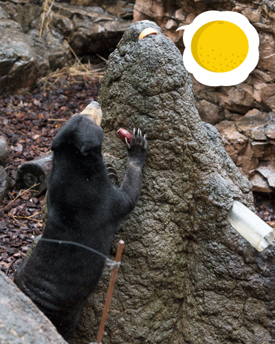 上野動物園 マレーグマ モモコ