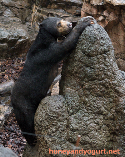 上野動物園 マレーグマ モモコ