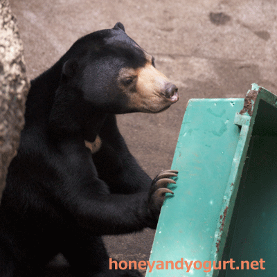 上野動物園 マレーグマ フジ