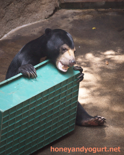 上野動物園 マレーグマ フジ