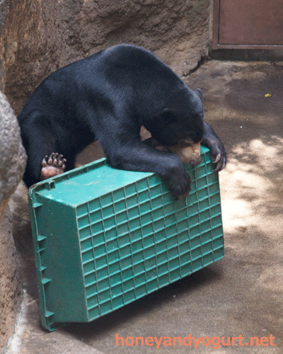 上野動物園 マレーグマ フジ